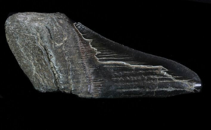 Partial Fossil Megalodon Tooth - Serrated Blade #88652